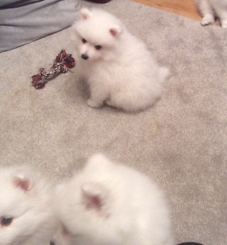 selling puppies on gumtree